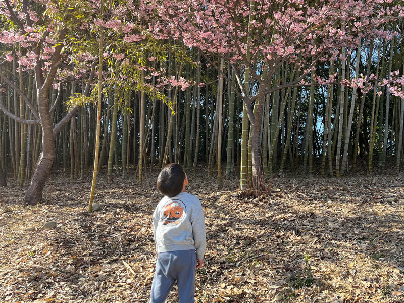 河津桜のお花見