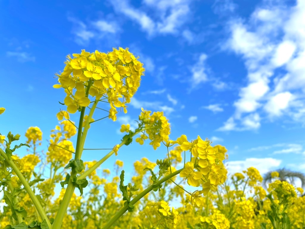 菜の花アップ