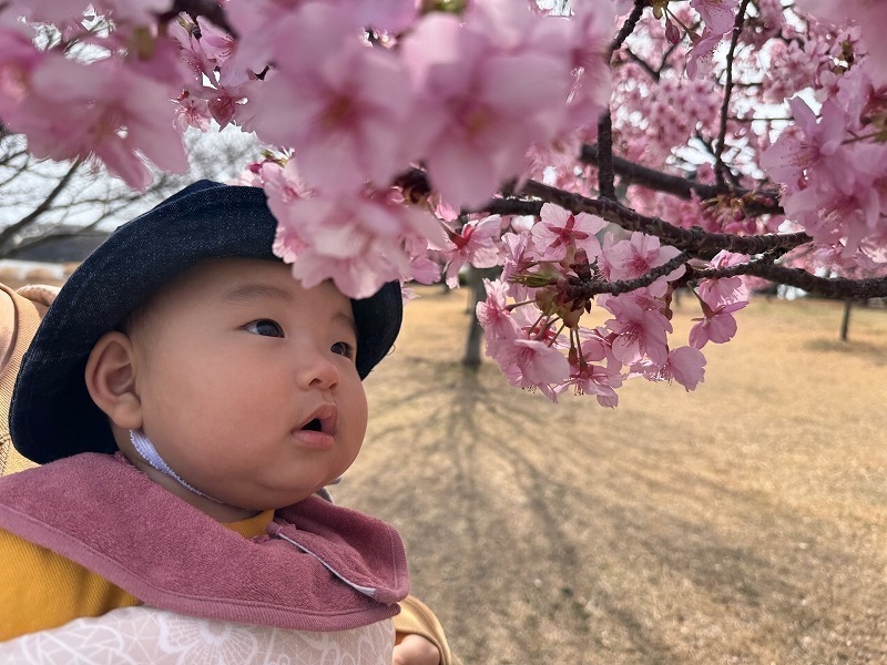 初めての桜興味津々