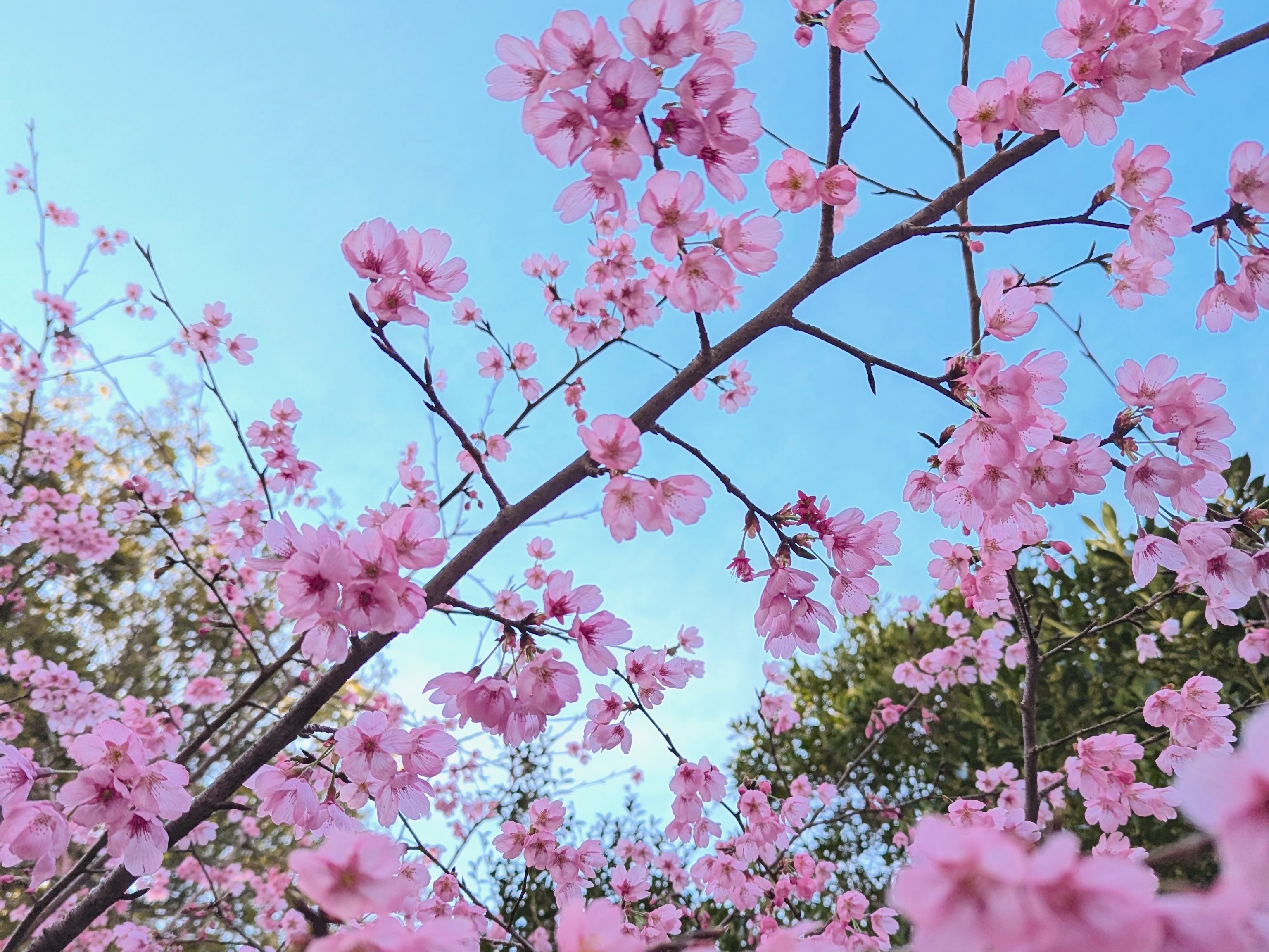 桜