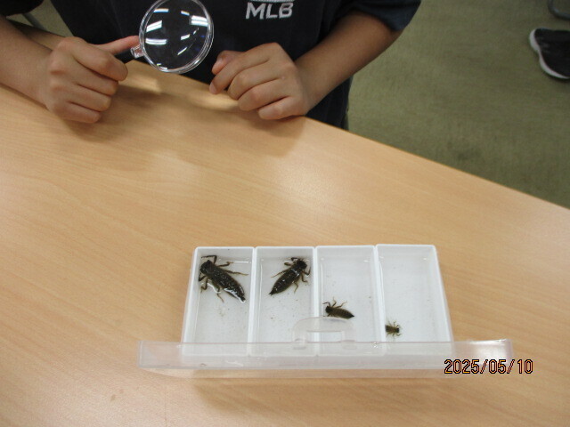 ヤゴ(トンボの幼虫)を育ててみよう