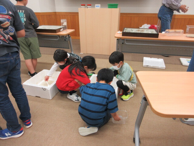 ヤゴ(トンボの幼虫)を育ててみよう