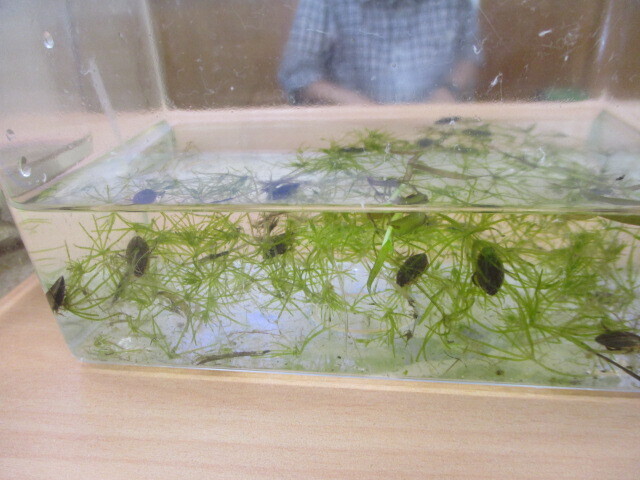 田んぼの生きものと遊ぼう