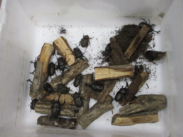 生物多様性講座　「昆虫にさわってみよう！」