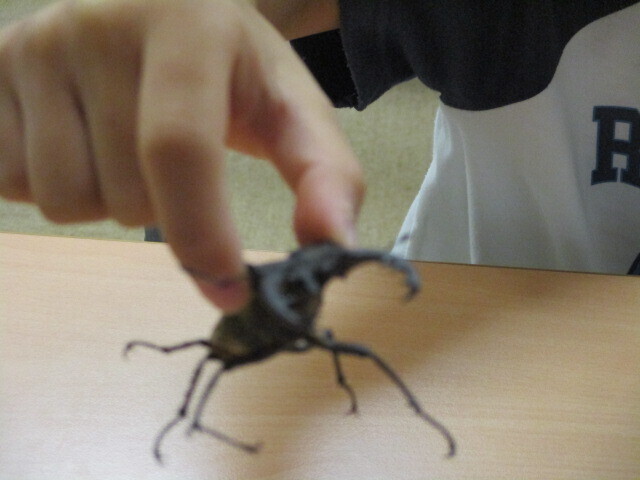 生物多様性講座　「昆虫にさわってみよう！」