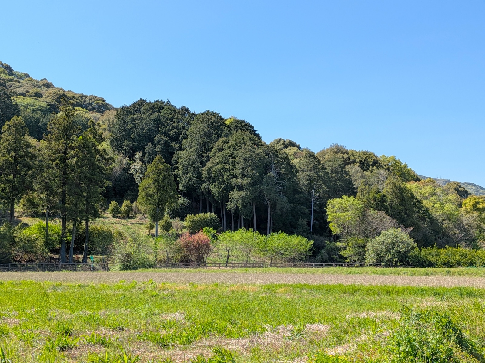 田んぼ