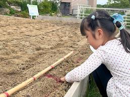 【画像】みんなで作ろう「ヒマワリ畑」
