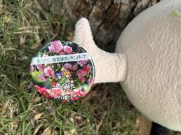 【画像】ローズクエスト