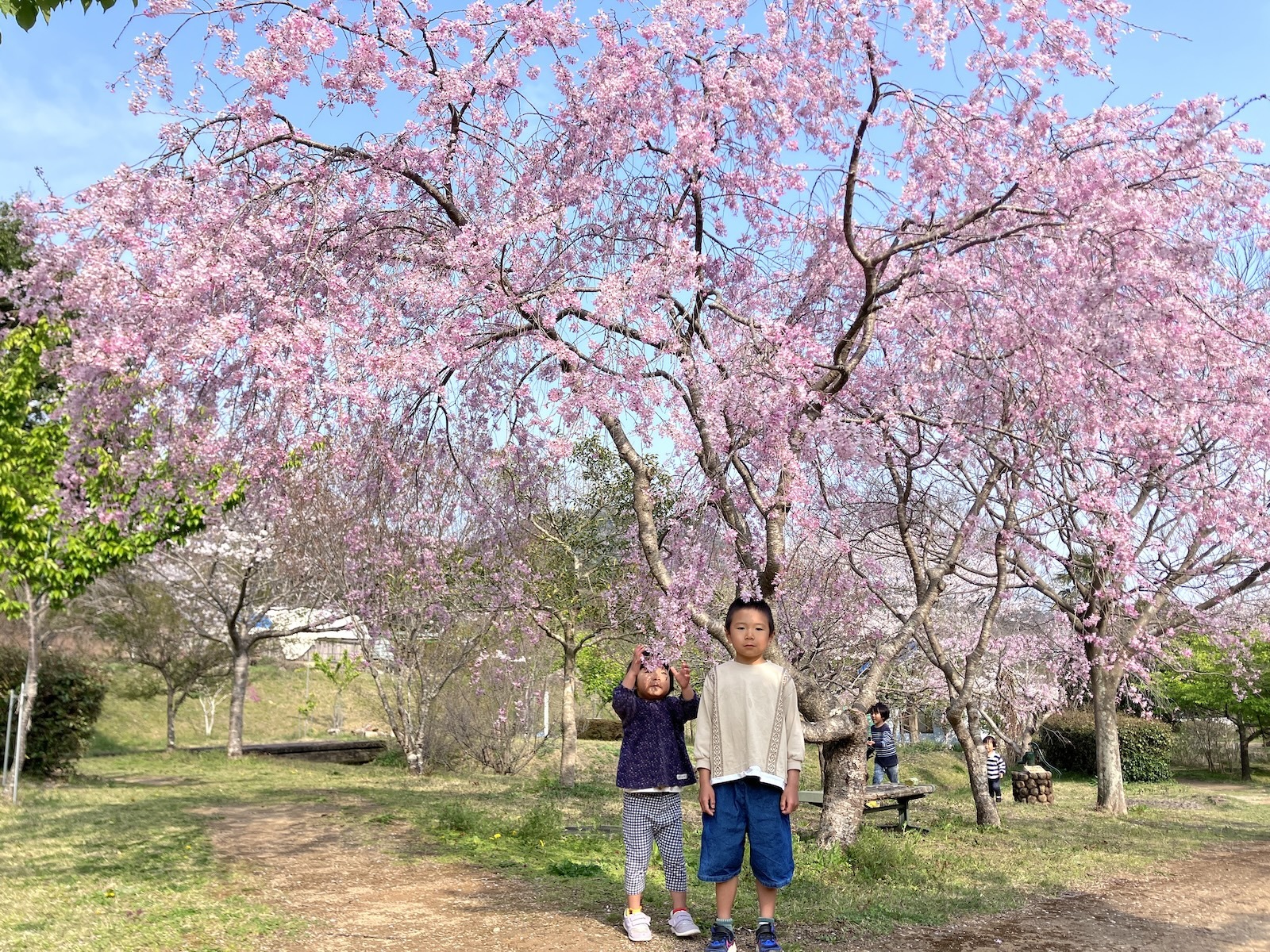 お花見