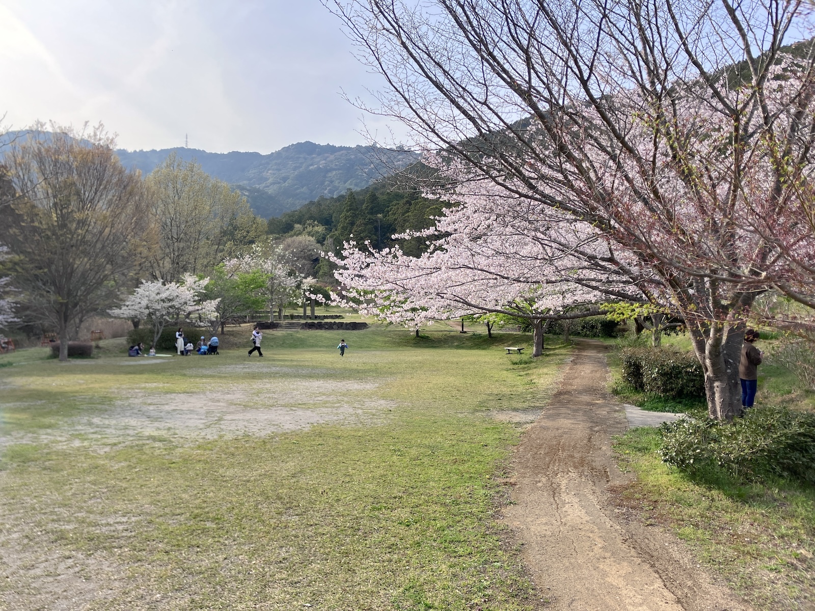 芝生