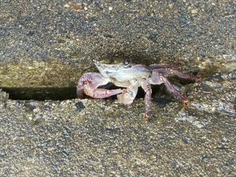 カニ