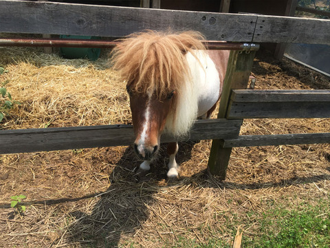 厩舎にいる馬