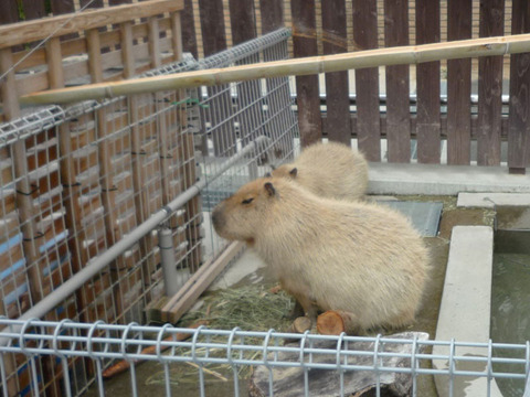 カピバラ