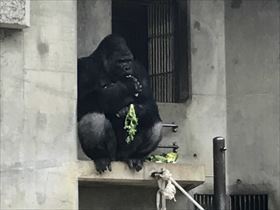 東山動植物園