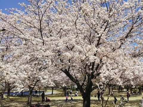 美薗中央公園2