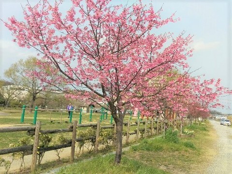 佐鳴湖北岸