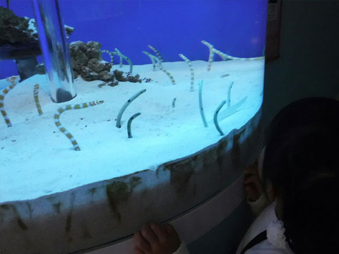 海の生き物