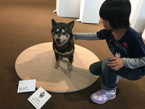 柴犬