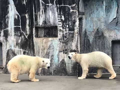 ホッキョクグマ