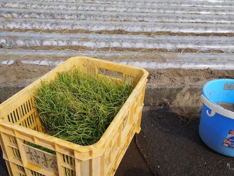植え方レクチャー