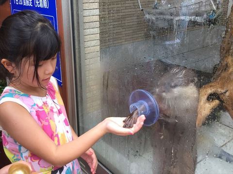 カワウソのエサやり