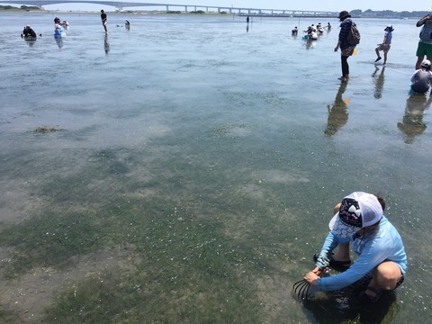 弁天島海浜公園で潮干狩り