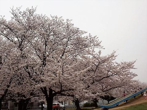 桜満開