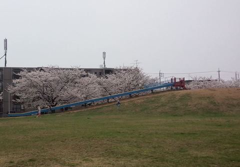 すべり台と桜