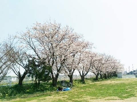 桜の木