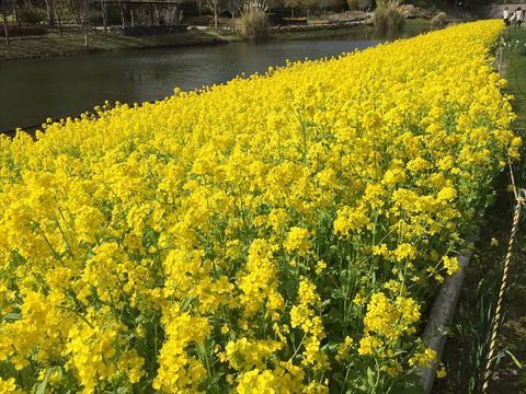 菜の花