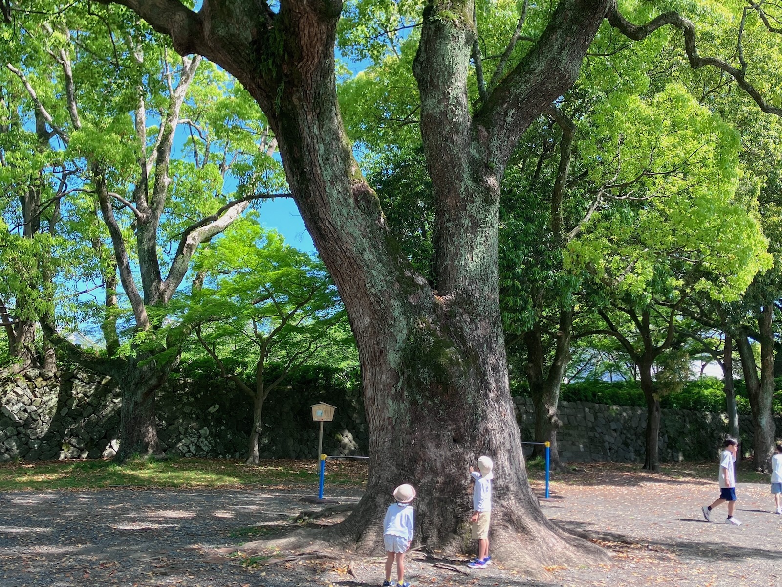 大きな木