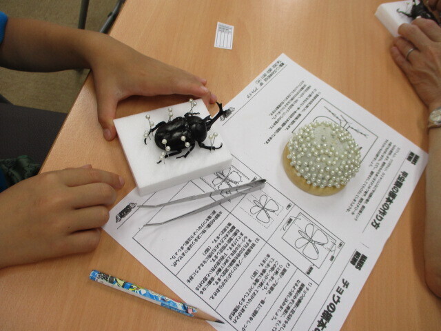 クワガタの標本を作ってみよう！