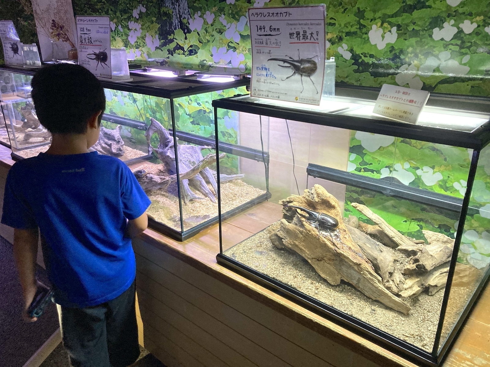 こんちゅう館