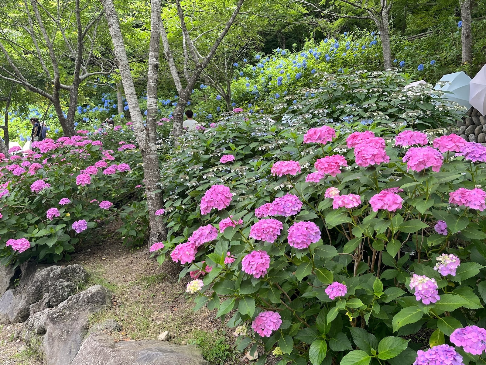 アジサイ
