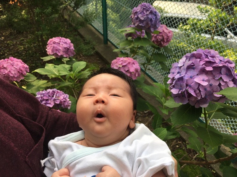 初めての紫陽花