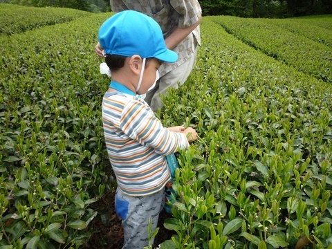 お茶畑1