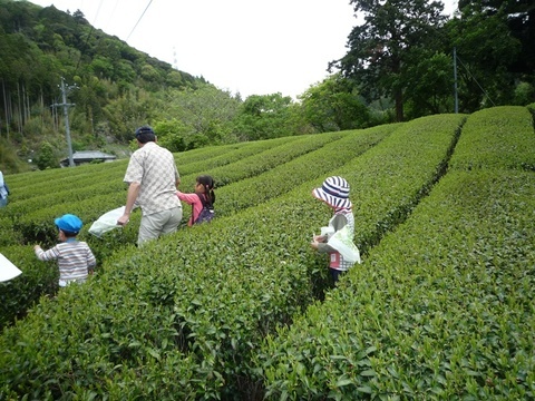 お茶畑2