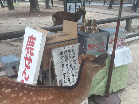 しかせんべい