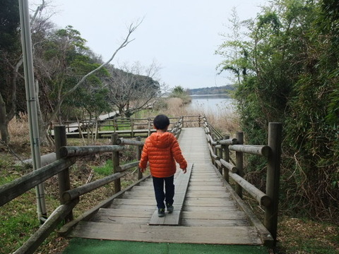 木の遊歩道