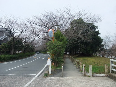 桜並木へ