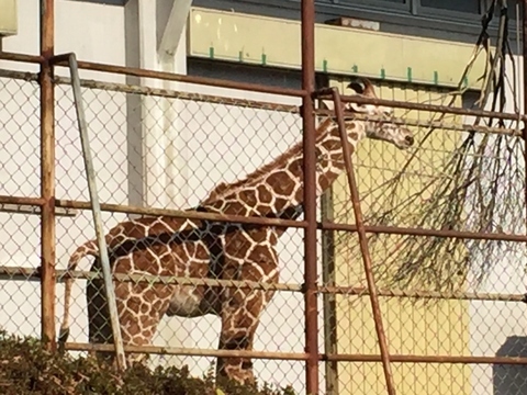 浜松市動物園　ゴロウマル1