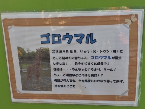 浜松市動物園　ゴロウマル2