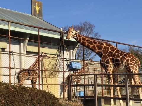 浜松市動物園　ゴロウマル3