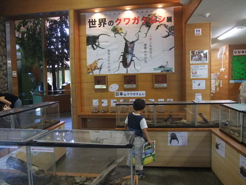 クワガタ展