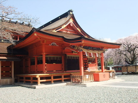 本殿と枝垂れ桜