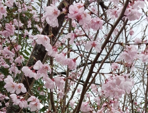 桜