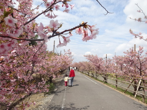 河津桜