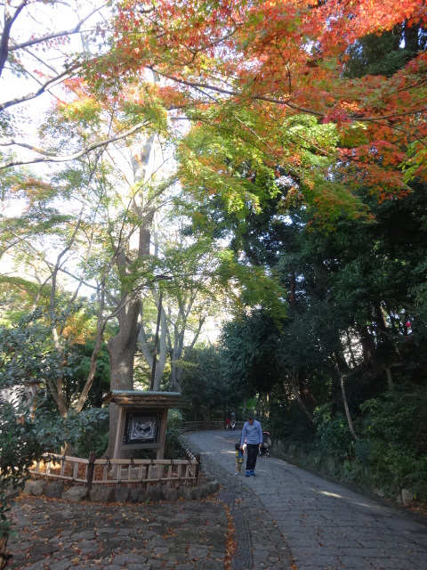 紅葉