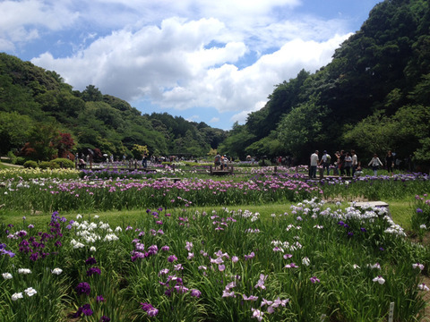 花しょうぶ園