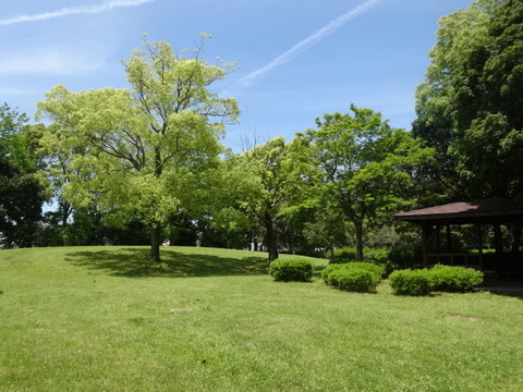 芳川公園2